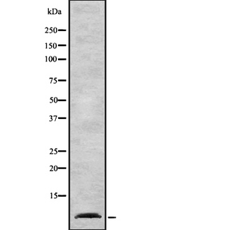 COX7A2 Antibody - Western blot analysis of Cytochrome c Oxidase 7A2 using A549 whole cells lysates