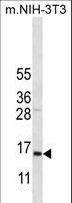 COX7A2L Antibody - COX7A2L Antibody western blot of mouse NIH-3T3 cell line lysates (35 ug/lane). The COX7A2L antibody detected the COX7A2L protein (arrow).