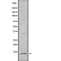 COX7A2L Antibody - Western blot analysis of COX7A2L using HT29 whole cells lysates