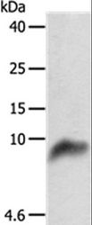 COX7B Antibody - Western blot analysis of 293T cell, using COX7B Polyclonal Antibody at dilution of 1:800.
