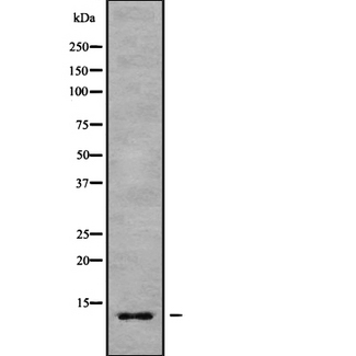COX7B Antibody - Western blot analysis of COX7B using K562 whole cells lysates