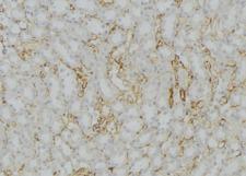 COX7B Antibody - 1:100 staining mouse kidney tissue by IHC-P. The sample was formaldehyde fixed and a heat mediated antigen retrieval step in citrate buffer was performed. The sample was then blocked and incubated with the antibody for 1.5 hours at 22°C. An HRP conjugated goat anti-rabbit antibody was used as the secondary.