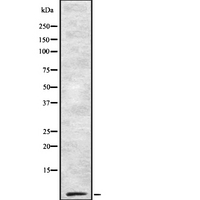 COX7B2 Antibody - Western blot analysis of Cytochrome c Oxidase 7B2 using RAW264.7 whole cells lysates