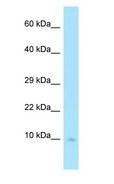 COX7C Antibody - COX7C antibody Western Blot of Human heart.  This image was taken for the unconjugated form of this product. Other forms have not been tested.