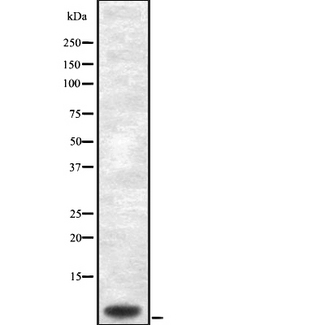 COX7C Antibody - Western blot analysis of Cytochrome c Oxidase 7C using HuvEc whole cells lysates