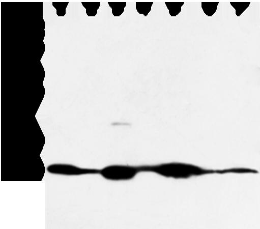 COX7C Antibody - Western blot analysis of Mouse muscle and human fetal muscle tissue mouse heart tissue and PC3 cell mouse kidney and small intestines tissue 231 cell  using COX7C Polyclonal Antibody at dilution of 1:300