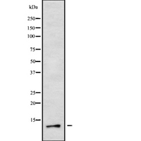 COX8A Antibody - Western blot analysis of COX82 using 293 whole cells lysates