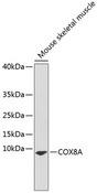 COX8A Antibody - Western blot analysis of extracts of mouse skeletal muscle using COX8A Polyclonal Antibody.