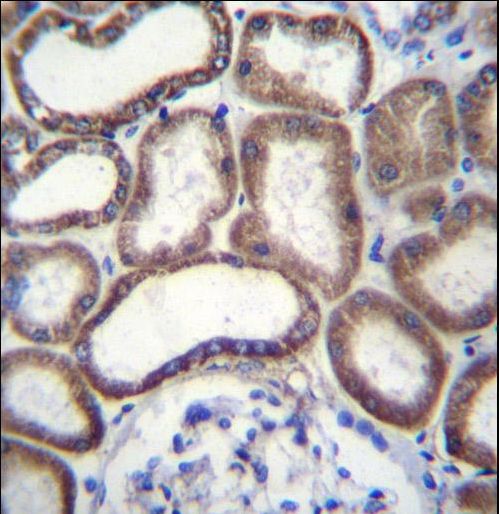 COXG / COX6B1 Antibody - COX6B1 Antibody immunohistochemistry of formalin-fixed and paraffin-embedded human kidney tissue followed by peroxidase-conjugated secondary antibody and DAB staining.