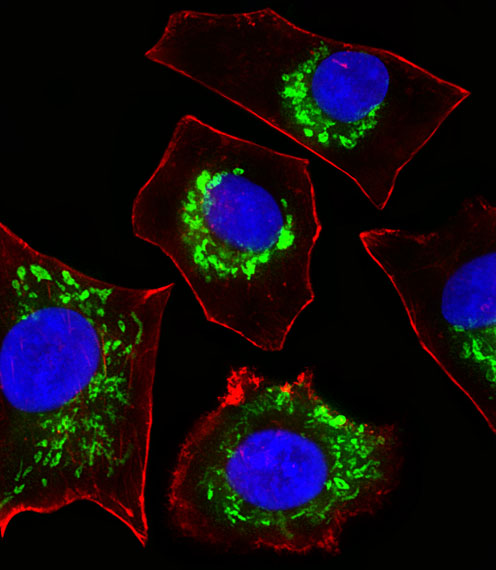 COXG / COX6B1 Antibody - Fluorescent image of A549 cells stained with COX6B1 Antibody. Antibody was diluted at 1:25 dilution. An Alexa Fluor 488-conjugated goat anti-rabbit lgG at 1:400 dilution was used as the secondary antibody (green). DAPI was used to stain the cell nuclear (blue). Cytoplasmic actin was counterstained with Alexa Fluor 555 conjugated with Phalloidin (red).