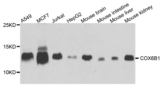 COXG / COX6B1 Antibody - Western blot analysis of extract of various cells.