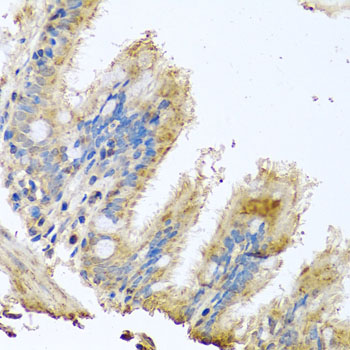 COXG / COX6B1 Antibody - Immunohistochemistry of paraffin-embedded human trachea tissue.
