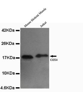 COXIV / COX4 Antibody - COX4(C-terminus) antibody at 1/4000 dilution Lane1:mouse skeletal muscle cell lysate 20 ug/Lane Lane2: Jurkat cell lysate 20 ug/Lane.