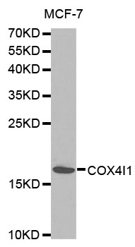 COXIV / COX4 Antibody - Western blot analysis of extracts of MCF-7 cells, using COX4I1 antibody. The secondary antibody used was an HRP Goat Anti-Rabbit IgG (H+L) at 1:10000 dilution. Lysates were loaded 25ug per lane and 3% nonfat dry milk in TBST was used for blocking.