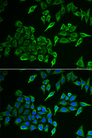 COXIV / COX4 Antibody - Immunofluorescence analysis of HeLa cells.