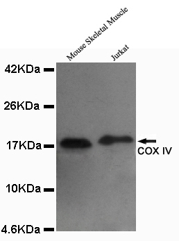COXIV / COX4 Antibody - Western blot detection of COX IV in Mouse skeletal muscle and Jurkat lysates using COX IV mouse monoclonal antibody (1:1000 dilution). Predicted band size: 17KDa. Observed band size: 17KDa.
