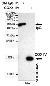 COXIV / COX4 Antibody - Immunoprecipitation analysis of HeLa cell lysates using COX IV mouse monoclonal antibody.