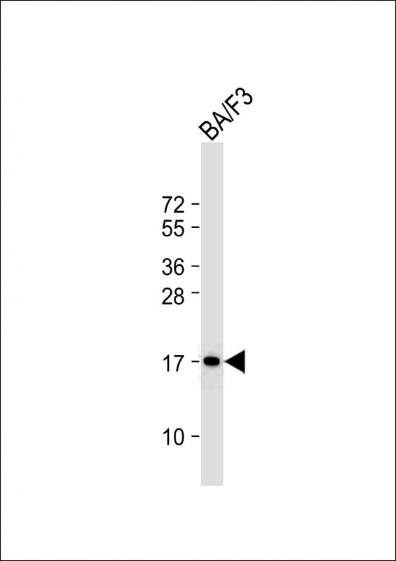 COXIV / COX4 Antibody - Anti-COXIV Antibody at 1:2000 dilution + BA/F3 whole cell lysate Lysates/proteins at 20 µg per lane. Secondary Goat Anti-Rabbit IgG, (H+L), Peroxidase conjugated at 1/10000 dilution. Predicted band size: 17 kDa Blocking/Dilution buffer: 5% NFDM/TBST.