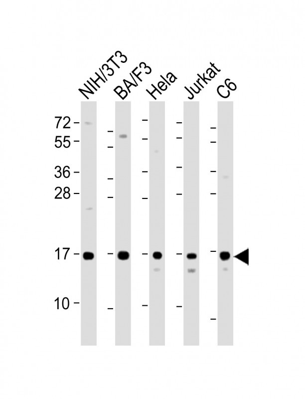 COXIV / COX4 Antibody - All lanes: Anti-COXIV Antibody at 1:2000 dilution Lane 1: NIH/3T3 whole cell lysate Lane 2: BA/F3 whole cell lysate Lane 3: Hela whole cell lysate Lane 4: Jurkat whole cell lysate Lane 5: C6 whole cell lysate Lysates/proteins at 20 µg per lane. Secondary Goat Anti-Rabbit IgG, (H+L), Peroxidase conjugated at 1/10000 dilution. Predicted band size: 20 kDa Blocking/Dilution buffer: 5% NFDM/TBST.
