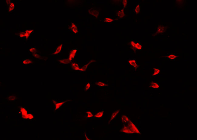 COXIV / COX4 Antibody - Staining A549 cells by IF/ICC. The samples were fixed with PFA and permeabilized in 0.1% Triton X-100, then blocked in 10% serum for 45 min at 25°C. The primary antibody was diluted at 1:200 and incubated with the sample for 1 hour at 37°C. An Alexa Fluor 594 conjugated goat anti-rabbit IgG (H+L) Ab, diluted at 1/600, was used as the secondary antibody.
