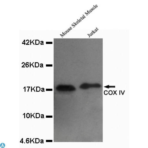 COXIV / COX4 Antibody - Western blot detection of COX IV in Mouse skeletal muscel and Jurkat lysates using COX IV mouse mAb (1:1000 diluted). Predicted band size: 17KDa. Observed band size: 17KDa.