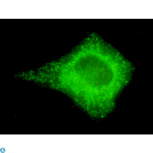 COXIV / COX4 Antibody - Immunocytochemistry of HeLa cells using anti-COX IV mouse mAb diluted 1:150.