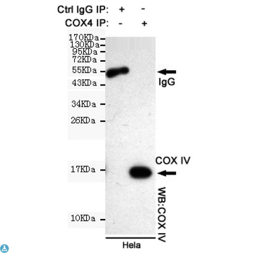 COXIV / COX4 Antibody - Immunoprecipitation analysis of Hela cell lysates using COX IV mouse mAb.