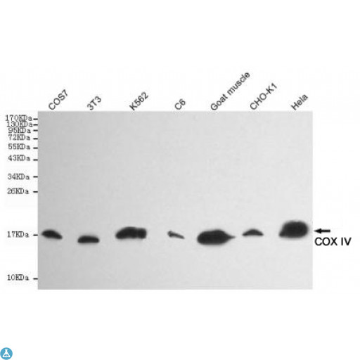 COXIV / COX4 Antibody - Western blot detection of COX IV in Goat muscle,CHO-k1,COS7,3T3,Hela,C6 and K562 cell lysates using COX IV mouse mAb (1:5000 diluted). Predicted band size: 17KDa.Observed band size: 17KDa.