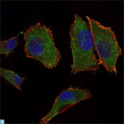 COXIV / COX4 Antibody - Immunofluorescence (IF) analysis of PANC-1 cells using COX4 Monoclonal Antibody (green). Blue: DRAQ5 fluorescent DNA dye. Red: Actin filaments have been labeled with Alexa Fluor-555 phalloidin.