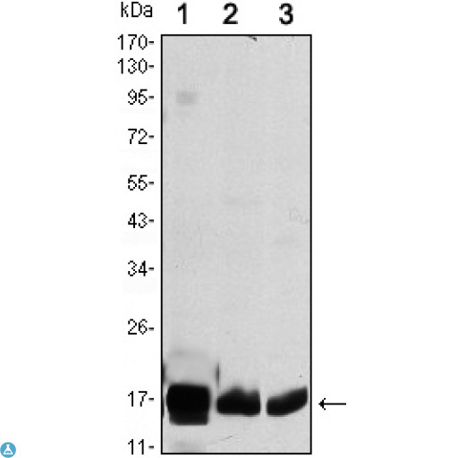 COXIV / COX4 Antibody - Flow cytometric (FCM) analysis of K562 cells using COX4 Monoclonal Antibody (blue) and negative control (red).