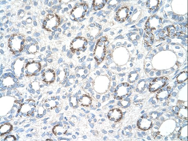 COXIV / COX4 Antibody - COX4I1 antibody ARP42784_T100-NP_001852-COX4I1(cytochrome c oxidase subunit IV isoform 1) Antibody was used in IHC to stain formalin-fixed, paraffin-embedded human kidney.  This image was taken for the unconjugated form of this product. Other forms have not been tested.