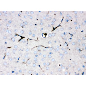 CP / Ceruloplasmin Antibody - Ceruloplasmin was detected in paraffin-embedded sections of mouse brain tissues using rabbit anti- Ceruloplasmin Antigen Affinity purified polyclonal antibody at 1 ug/mL. The immunohistochemical section was developed using SABC method.