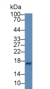 CP / Ceruloplasmin Antibody - Western Blot; Sample: Human Milk; Primary Ab: 6µg/ml Mouse Anti-Human CST3 Antibody Second Ab: 0.2µg/mL HRP-Linked Caprine Anti-Mouse IgG Polyclonal Antibody