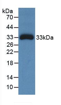 CP / Ceruloplasmin Antibody - Western Blot; Sample: Recombinant Ceruloplasmin, Human.