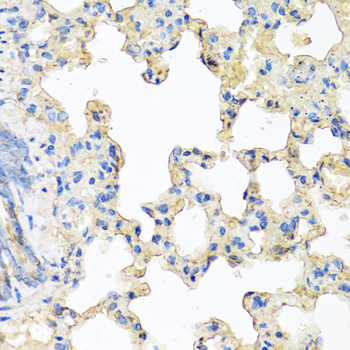 CP / Ceruloplasmin Antibody - Immunohistochemistry of paraffin-embedded rat lung tissue.