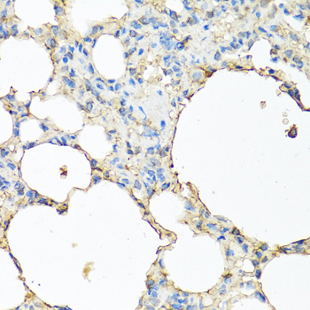 CP / Ceruloplasmin Antibody - Immunohistochemistry of paraffin-embedded mouse lung tissue.
