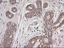 CPA1 / Carboxypeptidase A Antibody - IHC of paraffin-embedded breast using anti-CPA1 mouse monoclonal antibody.