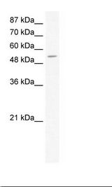 CPA1 / Carboxypeptidase A Antibody - HepG2 Cell Lysate.  This image was taken for the unconjugated form of this product. Other forms have not been tested.