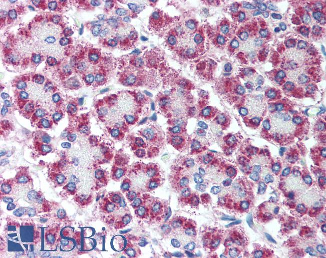 CPA1 / Carboxypeptidase A Antibody - Anti-CPA1 antibody IHC of human pancreas. Immunohistochemistry of formalin-fixed, paraffin-embedded tissue after heat-induced antigen retrieval. Antibody concentration 5 ug/ml.  This image was taken for the unconjugated form of this product. Other forms have not been tested.