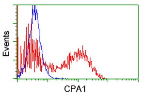 CPA1 / Carboxypeptidase A Antibody - HEK293T cells transfected with either overexpress plasmid (Red) or empty vector control plasmid (Blue) were immunostained by anti-CPA1 antibody, and then analyzed by flow cytometry.