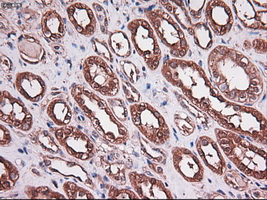 CPA1 / Carboxypeptidase A Antibody - IHC of paraffin-embedded kidney using anti-CPA1 mouse monoclonal antibody.