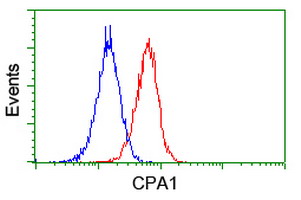 CPA1 / Carboxypeptidase A Antibody - Flow cytometry of Jurkat cells, using anti-CPA1 antibody (Red), compared to a nonspecific negative control antibody (Blue).