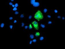 CPA1 / Carboxypeptidase A Antibody - Anti-CPA1 mouse monoclonal antibody immunofluorescent staining of COS7 cells transiently transfected by pCMV6-ENTRY CPA1.