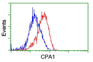 CPA1 / Carboxypeptidase A Antibody - Flow cytometry of HeLa cells, using anti-CPA1 antibody (Red), compared to a nonspecific negative control antibody (Blue).