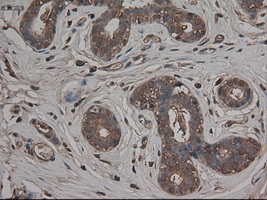 CPA1 / Carboxypeptidase A Antibody - IHC of paraffin-embedded breast using anti-CPA1 mouse monoclonal antibody.