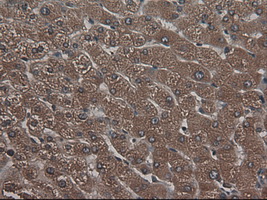 CPA1 / Carboxypeptidase A Antibody - IHC of paraffin-embedded liver using anti-CPA1 mouse monoclonal antibody.