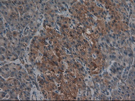 CPA1 / Carboxypeptidase A Antibody - IHC of paraffin-embedded pancreas using anti-CPA1 mouse monoclonal antibody.