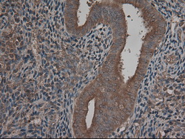CPA1 / Carboxypeptidase A Antibody - IHC of paraffin-embedded endometrium using anti-CPA1 mouse monoclonal antibody.