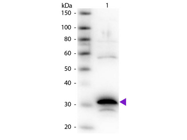 CPA1 / Carboxypeptidase A Antibody - Western Blot of rabbit Anti-Carboxypeptidase A primary antibody. Lane 1: Carboxypeptidase A. Lane 2: None. Load: 50 ng per lane. Primary antibody: Carboxypeptidase A primary antibody at 1:1,000 overnight at 4°C. Secondary antibody: Peroxidase rabbit secondary antibody at 1:40,000 for 30 min at RT. Blocking: MB-070 for 30 min at RT. Predicted/Observed size: 34 kDa, 34 kDa for Carboxypeptidase A. Other band(s): Carboxypeptidase A splice varients and isoforms.