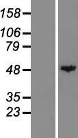 CPA1 / Carboxypeptidase A Protein - Western validation with an anti-DDK antibody * L: Control HEK293 lysate R: Over-expression lysate
